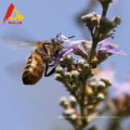 100 Pure Best Chaste Honey Bee